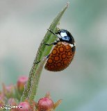 Ladybird mooi