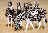 Zebra Daily view in Africa