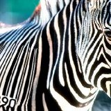 Zebracode Zebracode